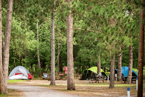 Several tents and picnic tables are set up among tall trees in a wooded campground area, with a dirt path running through the scene.